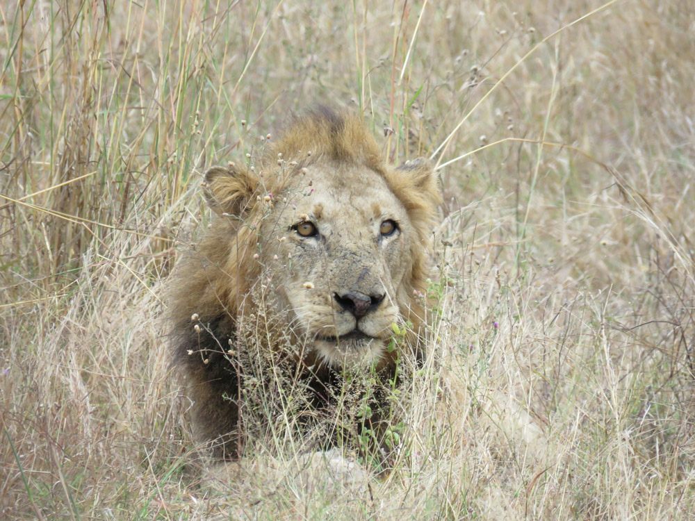 Lion in Kruger Park
