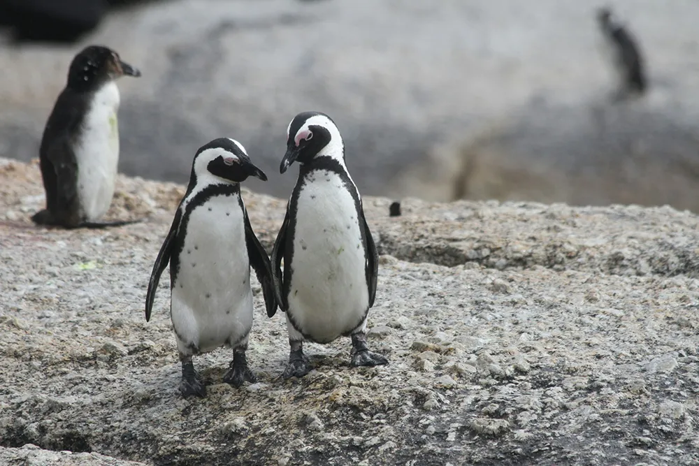 African Penguins